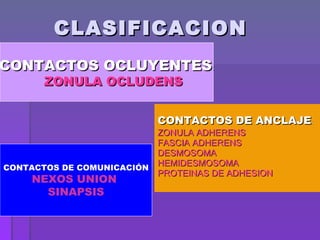 CLASIFICACION  CONTACTOS DE ANCLAJE : ZONULA ADHERENS FASCIA ADHERENS DESMOSOMA  HEMIDESMOSOMA PROTEINAS DE ADHESION  CONTACTOS OCLUYENTES : ZONULA OCLUDENS CONTACTOS DE COMUNICACIÓN NEXOS UNION  SINAPSIS 