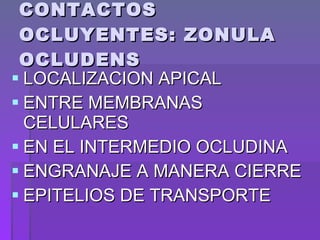 CONTACTOS OCLUYENTES: ZONULA OCLUDENS LOCALIZACION APICAL ENTRE MEMBRANAS CELULARES EN EL INTERMEDIO OCLUDINA ENGRANAJE A MANERA CIERRE EPITELIOS DE TRANSPORTE 