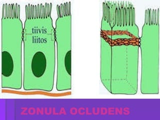 ZONULA OCLUDENS 