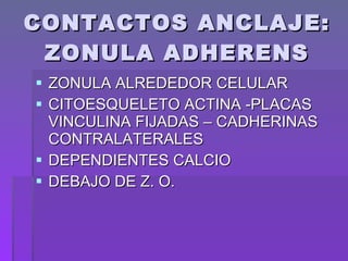 CONTACTOS ANCLAJE: ZONULA ADHERENS ZONULA ALREDEDOR CELULAR  CITOESQUELETO ACTINA -PLACAS VINCULINA FIJADAS – CADHERINAS CONTRALATERALES  DEPENDIENTES CALCIO DEBAJO DE Z. O.  