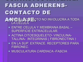 CONTACTOS ANCLAJE: FASCIA ADHERENS- CONTACTO DE ANCLAJE. PLACA CONTACTO NO INVOLUCRA A TODA LA CELULA  ENTRE CELULA Y MEMBRANA BASAL –SUPERFICIE EXTRACELULAR. ACTINA CITOESQUELETO- VINCULINA-TALLINA-  INTEGRINAS ( FIBRONECTINA ) EN LA SUP. EXTRACE. RECEPTORES PARA FIBRONEC.  MUSCULATURA CARDIACA -FASCIA 