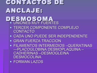 CONTACTOS DE ANCLAJE: DESMOSOMA  UNIONES MUY FUERTES TERCER COMPONENTE COMPLEJO CONTACTO  CADA UNO PUEDE SER INDEPENDIENTE  GRAN FUERZA TRACCION  FILAMENTOS INTERMEDIOS –QUERATINAS—PLACOGLOBINA DESMOPLAQUINA –CADHERINAS –DESMOGLEINA DESMOCOLINA  FORMAN LAZOS 