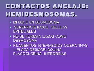 CONTACTOS ANCLAJE: HEMIDESMOSOMAS. MITAD E UN DESMOSOMA SUPERFICIE BASAL  CELULAS EPITELIALES  NO SE FORMAN LAZOS COMO DESMOSOMA FILAMENTOS INTERMEDIOS-QUERATINAS—PLACA DESMOPLAQUINA PLACOGLOBINA--INTEGRINAS 