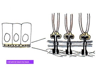 HEMIDESMOSOMA 