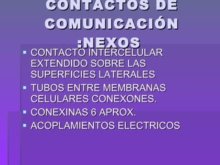 CONTACTOS DE COMUNICACIÓN :NEXOS  CONTACTO INTERCELULAR EXTENDIDO SOBRE LAS SUPERFICIES LATERALES  TUBOS ENTRE MEMBRANAS CELULARES CONEXONES. CONEXINAS 6 APROX. ACOPLAMIENTOS ELECTRICOS  