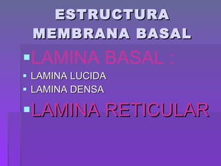 ESTRUCTURA MEMBRANA BASAL LAMINA BASAL :   LAMINA LUCIDA LAMINA DENSA  LAMINA RETICULAR 