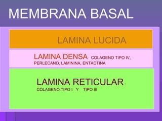 MEMBRANA BASAL LAMINA LUCIDA   LAMINA DENSA  :  COLAGENO TIPO IV, PERLECANO, LAMININA, ENTACTINA LAMINA RETICULAR  : COLAGENO TIPO I  Y  TIPO III 