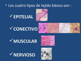 • Los cuatro tipos de tejido básico son :

  EPITELIAL

  CONECTIVO

  MUSCULAR

  NERVIOSO
 
