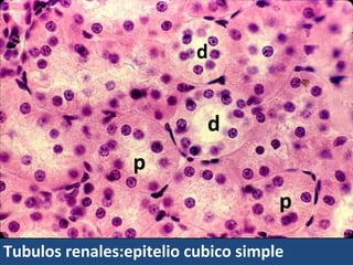 • El epitelio cilíndrico
  simple puede
  mostrar:
• un borde estriado o
  microvellosidades
  (ejm:intestino
  delgado)
•...