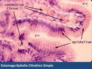 Trompa uterina:
    epitelio
   cilíndrico
    simple
  ciliado
 