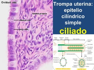 • El tipo más difundido de         epitelio
  cilíndrico pseudoestratificado    es el

 CILIADO.
      Recubre la mayor p...