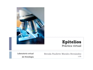 Epitelios
Práctica virtual
Brenda Paullette Morales Hernández
cclh
Laboratorio virtual
de Histología
 