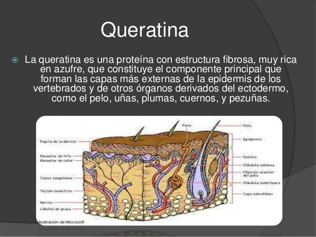 Epitelios y glándulas