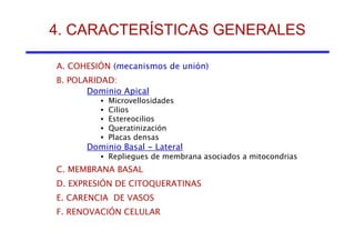 4. CARACTERÍSTICAS GENERALES 
A. COHESIÓN (mecanismos de unión) 
B. POLARIDAD: 
Dominio Apical 
• Microvellosidades 
• Cilios 
• Estereocilios 
• Queratinización 
• Placas densas 
Dominio Basal - Lateral 
• Repliegues de membrana asociados a mitocondrias 
C. MEMBRANA BASAL 
D. EXPRESIÓN DE CITOQUERATINAS 
E. CARENCIA DE VASOS 
F. RENOVACIÓN CELULAR 
 