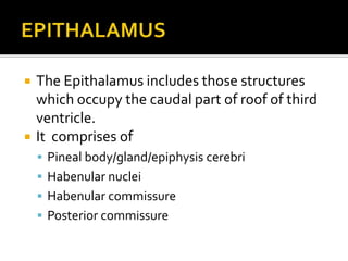  The Epithalamus includes those structures
which occupy the caudal part of roof of third
ventricle.
 It comprises of
 Pineal body/gland/epiphysis cerebri
 Habenular nuclei
 Habenular commissure
 Posterior commissure
 
