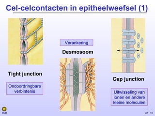 Epitheelweefsel Epitheel | PPT