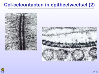 Epitheel | PPT