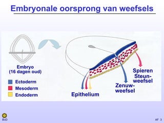 Epitheelweefsel Epitheel | PPT