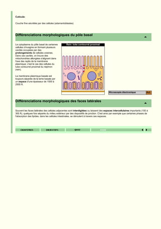 Cuticula:

Couche fine sécrétée par des cellules (adamantoblastes)




Différenciations morphologiques du pôle basal

Le cytoplasme du pôle basal de certaines         Rein: tube contourné proximal
cellules s'invagine en formant plusieurs
cavités occupées par des
prolongements de cellules voisines.
Dans ces cavités, on trouve des
mitochondries allongées s'alignant dans
l'axe des replis de la membrane
plasmique; c'est le cas des cellules du
tube contourné proximal du néphron
(rein).

La membrane plasmique basale est
toujours séparée de la lame basale par
un espace d'une épaisseur de 1500 à
2500 Å.


                                                                                           Microscopie électronique             Act.


Différenciations morphologiques des faces latérales

Souvent les faces latérales des cellules adjacentes sont interdigitées ou laissent des espaces intercellulaires importants (100 à
300 Å), quelques fois séparés du milieu extérieur par des dispositifs de jonction. C'est ainsi par exemple que certaines phases de
l'absorption des lipides, dans les cellules intestinales, se déroulent à travers ces espaces.
 