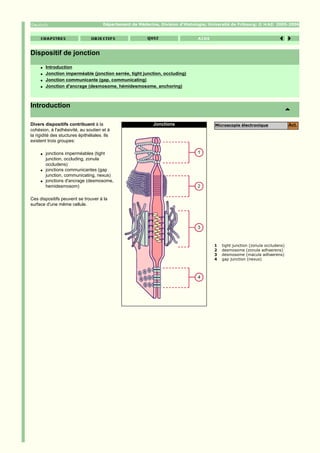 Département de Médecine, Division d'Histologie; Université de Fribourg; ©          2005-2006




Dispositif de jonction
     q   Introduction
     q   Jonction imperméable (jonction serrée, tight junction, occluding)
     q   Jonction communicante (gap, communicating)
     q   Jonction d'ancrage (desmosome, hémidesmosome, anchoring)



Introduction

Divers dispositifs contribuent à la                           Jonctions                   Microscopie électronique                Act.
cohésion, à l'adhésivité, au soutien et à
la rigidité des stuctures épithéliales. Ils
existent trois groupes:

     q   jonctions imperméables (tight
         junction, occluding, zonula
         occludens)
     q   jonctions communicantes (gap
         junction, communicating, nexus)
     q   jonctions d'ancrage (desmosome,
         hemidesmosom)

Ces dispositifs peuvent se trouver à la
surface d'une même cellule.




                                                                                          1   tight junction (zonula occludens)
                                                                                          2   desmosome (zonula adhaerens)
                                                                                          3   desmosome (macula adhaerens)
                                                                                          4   gap junction (nexus)
 