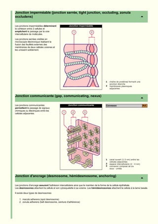 Jonction imperméable (jonction serrée, tight junction, occluding, zonula
occludens)

Les jonctions imperméables déterminent              Jonction imperméable
la cohésion entre 2 cellules et
empêchent le passage par la voie
intercellulaire de molécules.

Les jonctions serrées visibles en
microscopie électronique réalisent la
fusion des feuillets externes des
membranes de deux cellules voisines et
les unissent solidement.




                                                                                       1   chaîne de protéines formant une
                                                                                           jonction étanche
                                                                                       2   membranes plasmiques
                                                                                           adjacentes



Jonction communicante (gap, communicating, nexus)

Les jonctions communicantes                        Jonction communicante               Connexon                                Act.
permettent le passage de signaux
chimiques ou électriques entre les
cellules adjacentes.




                                                                                       1   canal ouvert (1.5 nm) entre les
                                                                                           cellules adjacentes
                                                                                       2   espace intercellulaire (2 - 4 nm)
                                                                                       3   connexon composé de six
                                                                                           sous - unités



Jonction d'ancrage (desmosome, hémidesmosome, anchoring)

Les jonctions d'ancrage assurent l'adhésion intercellulaire ainsi que le maintien de la forme de la cellule épithéliale.
Les desmosomes attachent la cellule et son cytosquelette à sa voisine. Les hémidesmosomes attachent la cellule à la lame basale.

Il existe deux types de desmosomes:

    1. macula adherens (spot desmosome)
    2. zonula adherens (belt desmosome, ceinture d'adhérence)
 