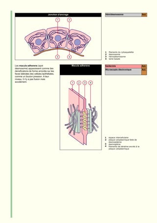 Jonction d'ancrage                     Hémidesmosome                           Act.




                                                                          1   filaments du cytosquelette
                                                                          2   desmosome
                                                                          3   hémisdesmosome
                                                                          4   lame basale


Les macula adherens (spot                               Macula adherens   Epidermis                               Act.
desmosome) apparaissent comme des                                         Microscopie électronique                Act.
densifications de forme arrondie sur les
faces latérales des cellules épithéliales,
comme un bouton pression. A leur
niveau, il n'y a pas fusion mais
accolement.




                                                                          1   espace intercellulaire
                                                                          2   plaque cytoplasmique faite de
                                                                              desmoplakine
                                                                          3   desmogléine
                                                                          4   filaments de kératine ancrés à la
                                                                              plaque cytoplasmique
 