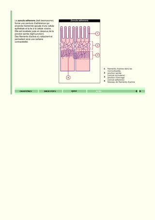 La zonula adherens (belt desmosome)           Zonula adherens
forme une ceinture d'adhérence qui
encercle l'extrémité apicale d'une cellule
épithéliale et la lie à la cellule voisine.
Elle est localisée juste en dessous de la
jonction serrée (tight junction).
Des filaments d'actine s'y rattachent et
permettent ainsi une certaine
contractibilité.




                                                                1   filaments d'actine dans les
                                                                    microvillosités
                                                                2   jonction serrée
                                                                    (zonula occludens)
                                                                3   jonction d'ancrage
                                                                    (zonula adherens)
                                                                4
                                                                    faisceau de filaments d'actine
 