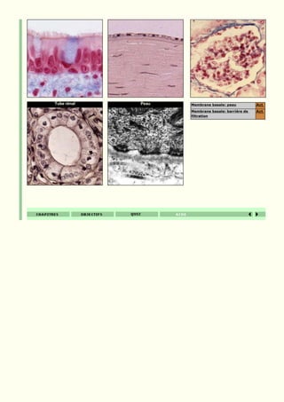 Tube rénal   Peau   Membrane basale: peau          Act.
                    Membrane basale: barrière de   Act.
                    filtration
 