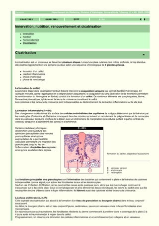 Département de Médecine, Division d'Histologie; Université de Fribourg; ©                  2005-2006




Innervation, nutrition, renouvellement et cicatrisation
     q   Innervation
     q   Nutrition
     q   Renouvellement
     q   Cicatrisation



Cicatrisation

La cicatrisation est un processus se faisant en plusieurs étapes. Lorsqu'une plaie cutanée n'est ni trop profonde, ni trop étendue,
elle cicatrise rapidement en une semaine ou deux selon une séquence chronologique de 4 grandes phases.

     q   formation d'un caillot
     q   réaction inflammatoire
     q   phase proliférative
     q   phase de remodelage


La formation du caillot:
La première étape de la cicatrisation fait tout d'abord intervenir la coagulation sanguine qui permet d'arrêter l'hémorragie. En
quelques minutes, après l'aggrégation et la dégranulation plaquettaire, la coagulation du sang (activation de la thrombine permettant
la transformation du fibrinogène en fibrine) conduit à la formation d'un caillot. De nombreux éléments tels que plaquettes, fibrine,
fibronectine plasmatique, cytokines et facteurs de croissance constituent le caillot.
Les cytokines et les facteurs de croissance sont indispensables au déclenchement de la réaction inflammatoire sur le site lésé.


La réaction inflammatoire (0-48h):
Des changements moléculaires à la surface des cellules endothéliales des capillaires de la région lésée ainsi que la libération par
les mastocytes d'histamine et d'héparine provoquent dans les minutes qui suivent un recrutement de polynucléaires et de monocytes
dans les vaisseaux sanguins proches de la lésion avec un phénomène de margination (ces cellules quittent la partie centrale du
vaisseau sanguin et s'approchent des parois) et d'adhérence.

Certains médiateurs chimiques                                    0 - 48 h
déclenchent une ouverture des
sphincters précapillaires des veinules
post-capillaires ainsi qu'une
augmentation de la perméabilité
vasculaire permettant une migration des
granulocytes jusqu'au lieu de
l'inflammation (diapédèse leucocytaire)
ainsi qu'une exudation dans la plaie.
                                                                                                formation du caillot; diapédèse leucocytaire




                                                                                                1   vaisseau sanguin
                                                                                                2   erythrocyte
                                                                                                3   neutrophile


Les fonctions principales des granulocytes sont l'élimination des bactéries qui contaminent la plaie et la libération de cytokines
indispensables comme signal pour activer les fibroblastes locaux et les kératinocytes.
Sauf en cas d'infection, l'infiltration par les neutrophiles cesse après quelques jours, alors que les macrophages continuent à
s'accumuler sur le lieu de la plaie. Ceux-ci vont phagocyter et ainsi éliminer les tissus nécrotiques, les débris du caillot ainsi que les
neutrophiles encore présents dans le foyer inflammatoire. Ils libèrent aussi des cytokines et des facteurs de croissance.


La phase proliférative (J3-J7):
C'est la phase de cicatrisation qui aboutit à la formation d'un tissu de granulation ou bourgeon charnu dans le tissu conjonctif
sous-jacent.
Au début, le bourgeon charnu est un tissu conjonctif jeune, oedémateux, pauvre en vaisseaux mais riche en fibroblastes et en
macrophages.
En réponse précoce au traumatisme, les fibroblastes résidents du derme commencent à proliférer dans le voisinage de la plaie (3 à
4 jours après le traumatisme) et à migrer dans le caillot.
Progressivement, on observe une diminution des cellules inflammatoires et un enrichissement en collagène et en vaisseaux.
 