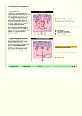 (néovascularisation ou angiogénèse)



La réépithélialisation:                           3 - 7 jours
L'épiderme est capable de cicatriser
grâce aux cellules souches. Les cellules
souches cutanées représentent environ
10 % des kératinocytes de la couche
basale de l'épiderme. Ces kératinocytes                               formation et évolution du tissu de
environnant la zone lésée migrent et                                  granulation ou bourgeon charnu,
                                                                      néovascularisation et réépithélialisation
proliférent sur les bords épidermiques et
dermiques qu'elles recouvrent totalement
par une couche monocellulaire.
Lorsque la plaie a été recouverte par
cette monocouche de kératinocytes, la
migration et prolifération des cellules
souches commencent et une prolifération                               4   macrophage
cellulaire par mitoses reconstitue                                    5   tissu de granulation avec
l'épithélium stratifié.                                                   prolifération de fibroblastes
                                                                      6   néovascularisation
                                                                      7   mitoses dans la couche basale


La phase de remodelage (semaines):          cicatrisation, semaines
La prolifération des fibroblastes et des
kératinocytes est bloquée dès que la
lésion est totalement comblée par le
bourgeon charnu. Celui-ci se transforme
alors en un tissu fibreux dense
cicatriciel qui se rétracte en raison de                              Illustration vue synoptique
l'action contractile de myofibroblastes.
On parle alors de remodelage.




                                                                      8   union fibreuse
 