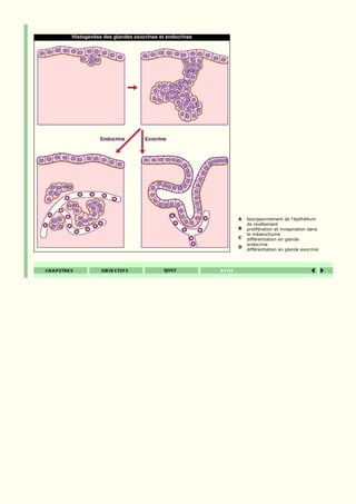 Histogenèse des glandes exocrines et endocrines




                                                  A   bourgeonnement de l'épithélium
                                                      de revêtement
                                                  B   prolifération et invagination dans
                                                      le mésenchyme
                                                  C   différentiation en glande
                                                      endocrine
                                                  D
                                                      différentiation en glande exocrine
 