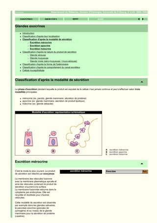 Département de Médecine, Division d'Histologie; Université de Fribourg; ©              2005-2006




Glandes exocrines
     q   Introduction
     q   Classification d'après leur localisation
     q   Classification d'après la modalité de sécrétion
              r Excrétion mérocrine

              r Excrétion apocrine

              r Excrétion holocrine

     q   Classification d'après la nature du produit de sécrétion
              r Glande séreuse

              r Glande muqueuse

              r Glande mixte (séro-muqueuse / muco-séreuse)

     q   Classification d'après la forme de l'adénomère
     q   Classification d'après le comportement du canal excréteur
     q   Cellule myoépithéliale



Classification d'après la modalité de sécrétion

La phase d'excrétion pendant laquelle le produit est expulsé de la cellule n'est jamais continue et peut s'effectuer selon trois
modalités principales:

     q   mérocrine (ex: parotis; glande mammaire: sécretion de protéine)
     q   apocrine (ex: glande mammaire: sécretion de produit lipidique)
     q   holocrine (ex: glande sébacée)


                  Modalité d'excrétion: représentation schématique




                                                                                            A   excrétion mérocrine
                                                                                            B   excrétion apocrine
                                                                                            C   excrétion holocrine



Excrétion mérocrine

C'est le mode le plus courant. Le produit               excrétion mérocrine                  Pancréas                              Act.
de sécrétion est relaché par exocytose.

La membrane des vésicules fusionne
avec la membrane plasmatique apicale et
ainsi les vésicules contenant le produit de
sécrétion s'ouvrent à la surface.
La membrane fusionnée retourne dans le
cytoplame par endocytose. Elle est
recyclée et réutilisée pour d'autres
vésicules.

Cette modalité de secrétion est observée
par exemple dans les glandes salivaires,
le pancréas exocrine (granules de
zymogène) et au niveau de la glande
mammaire pour la sécrétion de protéine
(caséine).
 