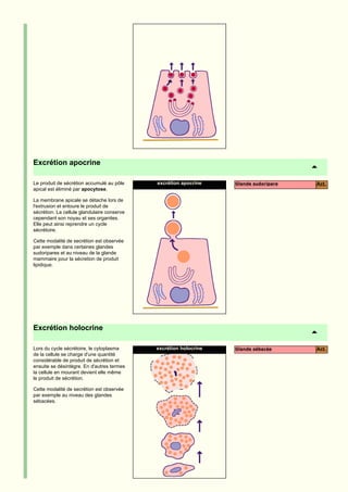 Excrétion apocrine

Le produit de sécrétion accumulé au pôle     excrétion apocrine    Glande sudoripare   Act.
apical est éliminé par apocytose.

La membrane apicale se détache lors de
l'extrusion et entoure le produit de
sécrétion. La cellule glandulaire conserve
cependant son noyau et ses organites.
Elle peut ainsi reprendre un cycle
sécrétoire.

Cette modalité de secrétion est observée
par exemple dans certaines glandes
sudoripares et au niveau de la glande
mammaire pour la sécretion de produit
lipidique.




Excrétion holocrine

Lors du cycle sécrétoire, le cytoplasma      excrétion holocrine   Glande sébacée      Act.
de la cellule se charge d'une quantité
considérable de produit de sécrétion et
ensuite se désintègre. En d'autres termes
la cellule en mourant devient elle même
le produit de sécrétion.

Cette modalité de secrétion est observée
par exemple au niveau des glandes
sébacées.
 