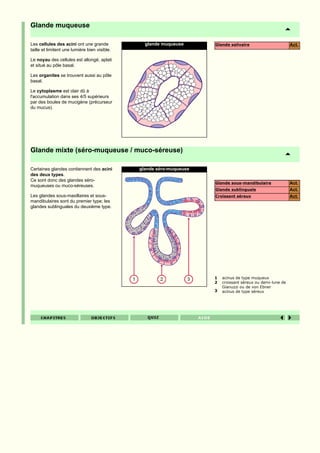 Glande muqueuse

Les cellules des acini ont une grande            glande muqueuse      Glande salivaire                       Act.
taille et limitent une lumière bien visible.

Le noyau des cellules est allongé, aplati
et situé au pôle basal.

Les organites se trouvent aussi au pôle
basal.

Le cytoplasme est clair dû à
l'accumulation dans ses 4/5 supérieurs
par des boules de mucigène (précurseur
du mucus).




Glande mixte (séro-muqueuse / muco-séreuse)

Certaines glandes contiennent des acini        glande séro-muqueuse
des deux types.
Ce sont donc des glandes séro-
                                                                      Glande sous-mandibulaire               Act.
muqueuses ou muco-séreuses.
                                                                      Glande sublinguale                     Act.
Les glandes sous-maxillaires et sous-                                 Croissant séreux                       Act.
mandibulaires sont du premier type; les
glandes sublinguales du deuxième type.




                                                                      1   acinus de type muqueux
                                                                      2   croissant séreux ou demi-lune de
                                                                          Gianuzzi ou de von Ebner
                                                                      3   acinus de type séreux
 