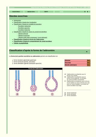 Département de Médecine, Division d'Histologie; Université de Fribourg; ©         2005-2006




Glandes exocrines
    q   Introduction
    q   Classification d'après leur localisation
    q   Classification d'après la modalité de sécrétion
             r Excrétion mérocrine

             r Excrétion apocrine

             r Excrétion holocrine

    q   Classification d'après la nature du produit de sécrétion
             r Glande séreuse

             r Glande muqueuse

             r Glande mixte (séro-muqueuse / muco-séreuse)

    q   Classification d'après la forme de l'adénomère
    q   Classification d'après le comportement du canal excréteur
    q   Cellule myoépithéliale




Classification d'après la forme de l'adénomère

La forme de la portion excrétrice ou adénomère permet une classification en:

    q   forme tubulaire (glandulae gastricae)                                          Estomac                               Act.
    q   forme acineuse (parotis, pancréas)
                                                                                       Pancréas                              Act.
    q   forme alvéolaire (glande sudoripare apocrine)
                                                                                       Glande sudoripare                     Act.

                               Forme de l'adénomère



                                                                                       A   l'adénomère se présente sous la
                                                                                           forme d'un tubule.
                                                                                       B   l'adénomère se présente sous la
                                                                                           forme d'une sphérule. La lumière
                                                                                           du canal excréteur est étroite.
                                                                                       C   l'adénomère se présente sous la forme
                                                                                           d'une sphère ou sous la forme d'un sac
                                                                                           plus ou moins bosselé. La lumière du
                                                                                           canal excréteur est large.




                                                                                       A   forme tubuleuse
                                                                                       B   forme acineuse
                                                                                       C   forme alvéolaire
 