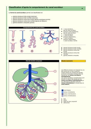 Classification d'après le comportement du canal excréteur

La forme du canal excréteur permet une classification en:

    q   glande tubuleuse droite simple (estomac)
    q   glande tubuleuse droite ramifiée (estomac)
    q   glande tubuleuse contournée simple (glande sudoripare eccrine)
    q   glande tubuleuse contournée ramifiée (glande de Meibom)
    q   glande alvéolaire composée (parotis)


                         Comportement du canal excréteur
                                                                         A   1 tube sécrétoire,
                                                                             pas de canal excréteur
                                                                         B   plusieurs tubes sécrétoires,
                                                                             pas de canal excréteur
                                                                         C   1 tube sécrétoire,
                                                                             1 canal excréteur
                                                                         D
                                                                             plusieurs adenomères,
                                                                         E   1 canal excréteur
                                                                             plusieurs adénomères,
                                                                             1 canal excréteur ramifié




                                                                         A   glande tubuleuse droite simple
                                                                         B   glande tubuleuse droite ramifiée
                                                                         C   glande tubuleuse contournée
                                                                             simple
                                                                         D   glande tubuleuse contournée
                                                                             ramifiée
                                                                         E   glande alvéolaire composée




                             Glande lobulée composée                     Glande mammaire




                                                                         Les différents lobules sont séparés les uns
                                                                         des autres par du tissu conjonctif.
                                                                         Chaque lobule est constitué de glandes
                                                                         acineuses composées drainées dans les
                                                                         lobules par les canaux excréteurs
                                                                         intralobulaires.
                                                                         Les canaux excréteurs intralobulaires sont
                                                                         drainés en dehors des lobules par les
                                                                         canaux excréteurs interlobulaires qui
                                                                         eux déversent la sécrétion dans les
                                                                         canaux intralobaires et ensuite dans le
                                                                         canal lobaire.




                                                                             canal lobaire
                                                                             canaux intralobaires
                                                                             canaux interlobulaires
                                                                             canaux intralobulaires

                                                                         1   lobe
                                                                         2   lobule
                                                                         3   septa de tissu conjonctif
                                                                         4   adénomère
 