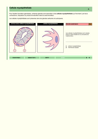 Cellule myoépithéliale

Pour faciliter l'excrétion glandulaire, certaines glandes sont associées à des cellules myoépithéliales qui favorisent, par leurs
contractions, l'expulsion du produit de sécrétion dans le canal excréteur.

Les cellules myoépithéliales sont présentes dans les glandes salivaires et sudoripares.


  acinus avec cellule myoépithéliale                   cellule myoépithéliale                Glande sudoripare                      Act.




                                                                                            Les cellules myoépithéliales sont situées
                                                                                            entre la lame basale et la convexité de
                                                                                            l'adénomère.




                                                                                            1   cellule myoépithéliale
                                                                                            2   membrane basale
 
