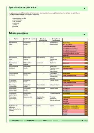 Spécialisation du pôle apical

La spécialisation ou différenciation de la membrane plasmique au niveau du pôle apical permet de typer les épithéliums.
Les structures suivantes peuvent être observées:

     q   kératinisation ou pas
     q   microvillosités
     q   cils vibratiles
     q   stéréocils
     q   crusta
     q   cuticule




Tableau synoptique

          Forme           Nombre de couches         Structure           Exemples de
                                                   superficielle         localisation
Pavimenteux               Unistratifié /                   -         Endothelium          Illustration                    Act.
(plat)                    Simple                                     Mésothelium          Vue de surface                  Act.
                                                                                          Capsule de Bowman               Act.
                                                                                          Endothélium vasculaire          Act.
                                                                                          Endothélium vasculaire          Act.
                                                                                          Endothélium de la cornée        Act.
                                                                                          Mésothel                        Act.
Pavimenteux               Multistratifié /    Non kératinisé         Vagin                Illustration                    Act.
(plat)                    Stratifié                                  Oesophage            Vagin                           Act.
                                                                     Anus
Pavimenteux               Multistratifié /    Kératinisé             Epidermis            Epidermis                       Act.
(plat)                    Stratifié
Isoprismatique            Unistratifié /                   -         Rete testis          Illustration                    Act.
(cubique)                 Simple                                     Tubules rénaux       Tubules rénaux                  Act.
                                                                     Canaux
                                                                     glandulaires
Isoprismatique            Multistratifié /                 -         Canal anal           Illustration                    Act.
(cubique)                 Stratifié                                  Canaux excréteurs    Canal excréteur rénal           Act.
                                                                     de certaines
                                                                     glandes
Prismatique               Unistratifié /                   -         Papille rénale       Illustration                    Act.
(cylindrique)             Simple                                                          Canal papillaire rénal          Act.
Prismatique               Unistratifié /      Microvillosités        Vésicule biliaire    Vésicule biliaire               Act.
(cylindrique)             Simple
Prismatique               Unistratifié /      Microvillosités        Intestin grêle       Duodénum                        Act.
(cylindrique)             Simple
                                                                                          Duodénum                        Act.
Prismatique               Multistratifié /                 -         Urètre moyenne       Illustration                    Act.
(cylindrique)             Stratifié
Prismatique               Pseudostratifié     Cils vibratiles        Trachée              Illustration                    Act.
(cylindrique)                                 Stéréocils             Epididyme            Trachée                         Act.
                                                                     Ductus déférens
                                                                                          Bronche                         Act.
                                                                                          Epididyme                       Act.
Epithélium de             Pseudostratifié     Crusta                 Vessie               Illustration: vessie vide       Act.
transition                                                                                Illustration: vessie pleine     Act.
(épithélium urinaire,
                                                                                          Uretère                         Act.
urothel)
                                                                                          Vessie                          Act.
                                                                                          Crusta                          Act.
 