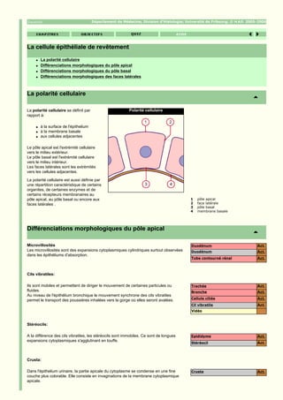 Département de Médecine, Division d'Histologie; Université de Fribourg; ©   2005-2006




La cellule épithéliale de revêtement
     q   La polarité cellulaire
     q   Différenciations morphologiques du pôle apical
     q   Différenciations morphologiques du pôle basal
     q   Différenciations morphologiques des faces latérales



La polarité cellulaire

La polarité cellulaire se définit par                      Polarité cellulaire
rapport à:

     q   à la surface de l'épithelium
     q   à la membrane basale
     q   aux cellules adjacentes

Le pôle apical est l'extrémité cellulaire
vers le milieu extérieur.
Le pôle basal est l'extrémité cellulaire
vers le milieu intérieur.
Les faces latérales sont les extrémités
vers les cellules adjacentes.

La polarité cellulaire est aussi définie par
une répartition caractéristique de certains
organites, de certaines enzymes et de
certains récepteurs membranaires au
pôle apical, au pôle basal ou encore aux                                                   1   pôle apical
faces latérales .                                                                          2   face latérale
                                                                                           3   pôle basal
                                                                                           4   membrane basale




Différenciations morphologiques du pôle apical

Microvillosités                                                                            Duodénum                      Act.
Les microvillosités sont des expansions cytoplasmiques cylindriques surtout observées      Duodénum                      Act.
dans les épithéliums d'absorption.
                                                                                           Tube contourné rénal          Act.


Cils vibratiles:

Ils sont mobiles et permettent de diriger le mouvement de certaines particules ou          Trachée                       Act.
fluides.                                                                                   Bronche                       Act.
Au niveau de l'épithélium bronchique le mouvement synchrone des cils vibratiles
                                                                                           Cellule ciliée                Act.
permet le transport des poussières inhalées vers la gorge où elles seront avalées.
                                                                                           Cil vibratile                 Act.
                                                                                           Vidéo



Stéréocils:

A la différence des cils vibratiles, les stéréocils sont immobiles. Ce sont de longues     Epididyme                     Act.
expansions cytoplasmiques s'agglutinant en touffe.
                                                                                           Stéréocil                     Act.



Crusta:

Dans l'épithelium urinaire, la partie apicale du cytoplasme se condense en une fine        Crusta                        Act.
couche plus colorable. Elle consiste en invaginations de la membrane cytoplasmique
apicale.
 