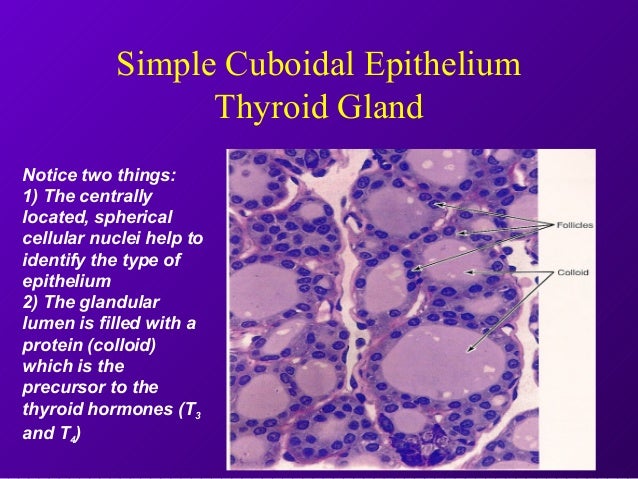 Epithelial tissue (2011) renal tubule cell diagrams 