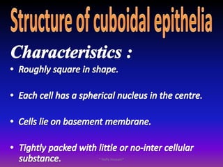  Body cavitiesStratified Squamous Epithelia Lining the mouth