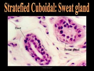 Squamous Epithelia  AdaptationThis epithelial cells either impervious or semipermiable depending on the tissueOuter layer of the cell may be keratinized on dry   surface such as skin.* Nafly Hussain*