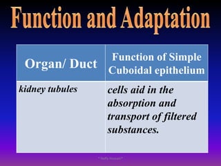 Cuboidal Epithelium* Nafly Hussain*