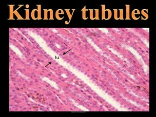 Structure of cuboidal epitheliaCharacteristics : Roughly square in shape.