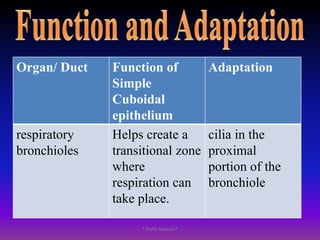 Each cell has a spherical nucleus in the centre.
