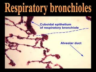 Cells lie on basement membrane.