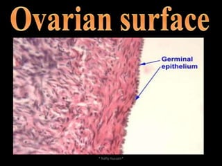 Structure* Nafly Hussain*