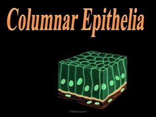 Simple cuboidal : Kidney Tubules* Nafly Hussain*