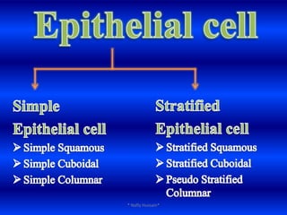 Epithelial cellStratified Epithelial cellStratified Squamous
