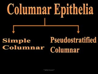 Stratefied Cuboidal: Sweat gland* Nafly Hussain*